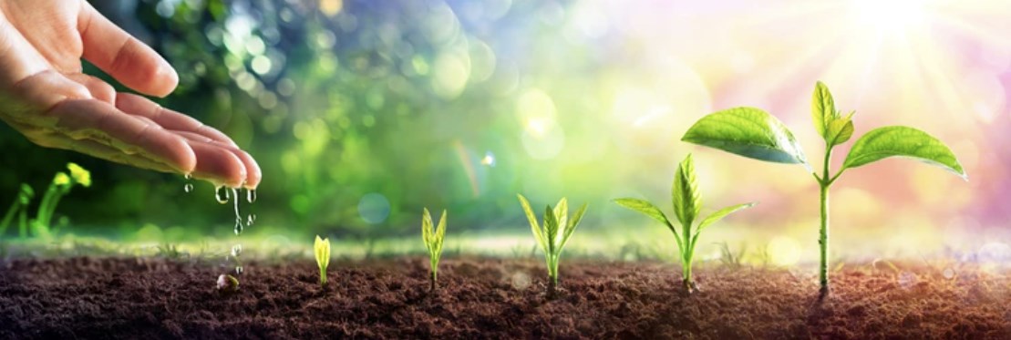 Podlewanie młodych roślin